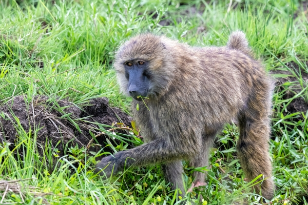 Baboon D09 Serengeti C-N Nyikani 231014 154203 _01