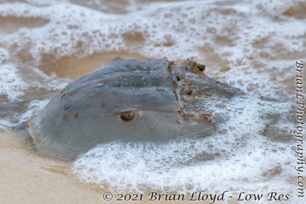 Bald Point 2022-04-14 - Crab, Horseshoe (19)