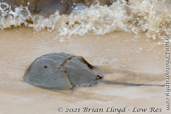 Bald Point 2022-04-14 - Crab, Horseshoe (6)