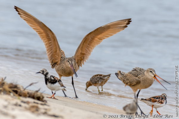 Bald Point 2022-04-14 - Godwit, Marbled in fight (19)