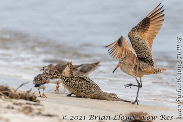 Bald Point 2022-04-14 - Godwit, Marbled in fight (21)