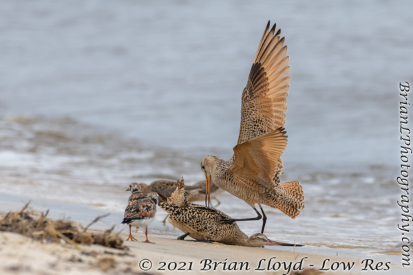 Bald Point 2022-04-14 - Godwit, Marbled in fight (22)