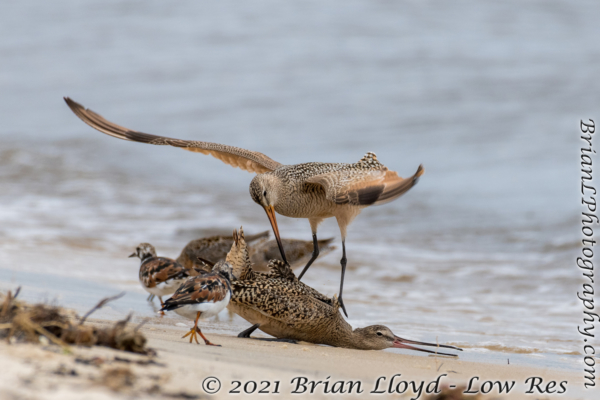 Bald Point 2022-04-14 - Godwit, Marbled in fight (23)