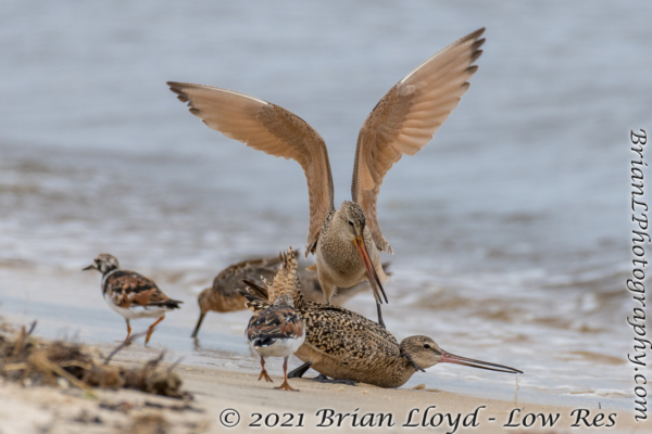 Bald Point 2022-04-14 - Godwit, Marbled in fight (24)