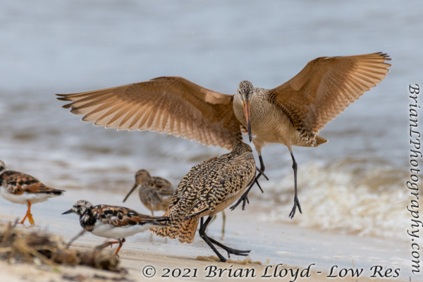 Bald Point 2022-04-14 - Godwit, Marbled in fight (25)