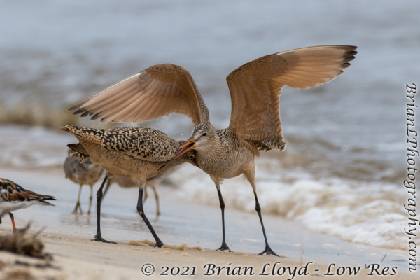Bald Point 2022-04-14 - Godwit, Marbled in fight (26)