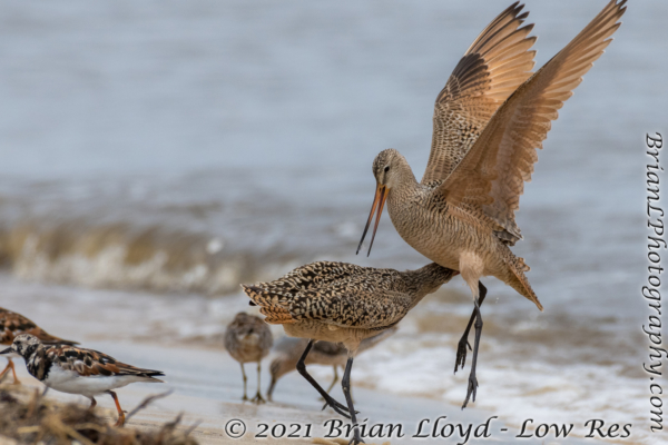 Bald Point 2022-04-14 - Godwit, Marbled in fight (27)
