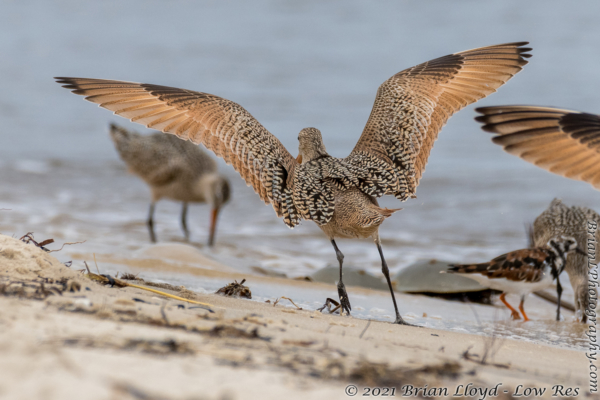 Bald Point 2022-04-14 - Godwit, Marbled in fight (34)