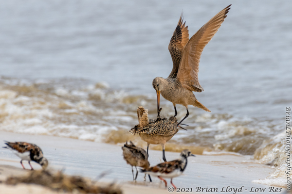 Bald Point 2022-04-14 - Godwit, Marbled in fight (5)