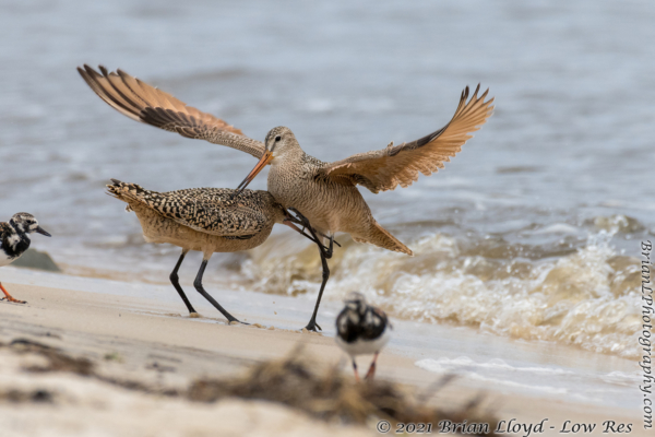 Bald Point 2022-04-14 - Godwit, Marbled in fight (8)