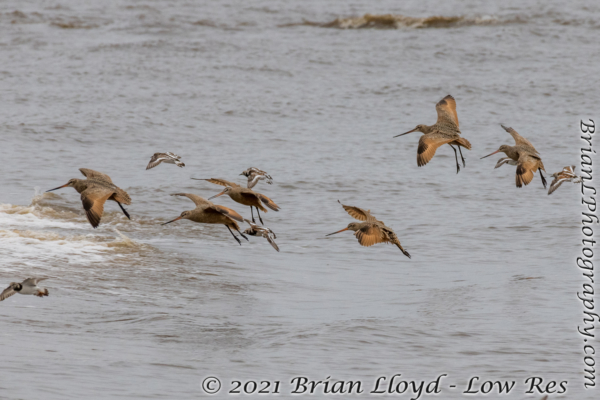 Bald Point 2022-04-14 - Godwit, Marbled in flight (29)