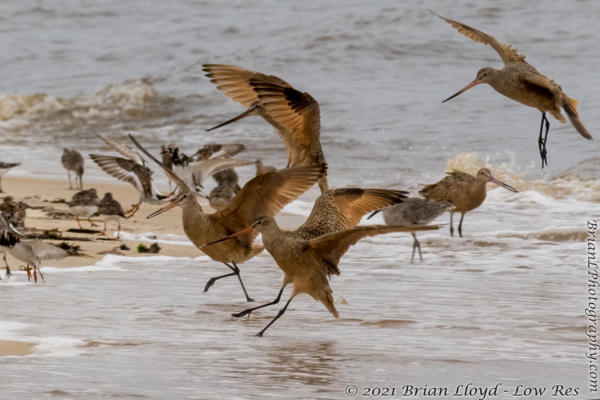 Bald Point 2022-04-14 - Godwit, Marbled in flight (33)-1