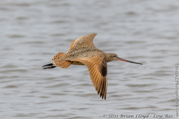 Bald Point 2022-04-14 - Godwit, Marbled in flight (43)