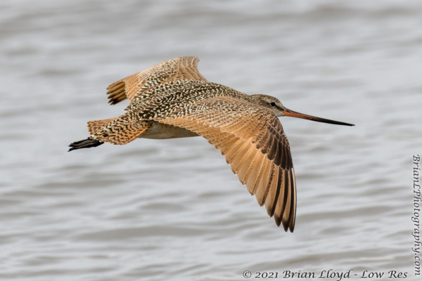 Bald Point 2022-04-14 - Godwit, Marbled in flight (55)