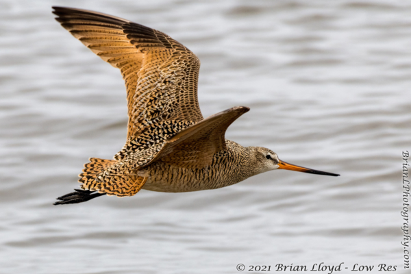 Bald Point 2022-04-14 - Godwit, Marbled in flight (60)