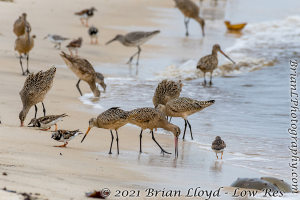 Bald Point 2022-04-14 - Godwit, Marbled many with shorebirds (14)