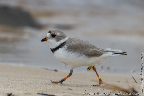 Bald Point 2022-04-14 - Plover, Piping (10)