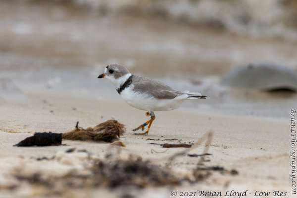 Bald Point 2022-04-14 - Plover, Piping (13)
