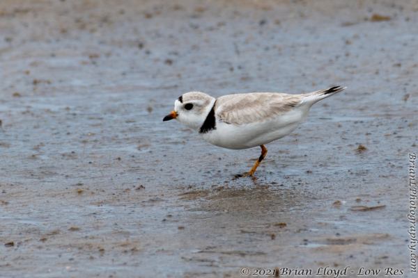 Bald Point 2022-04-14 - Plover, Piping (4)