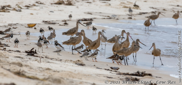 Bald Point 2022-04-14 - Shorebirds, mixed (73)