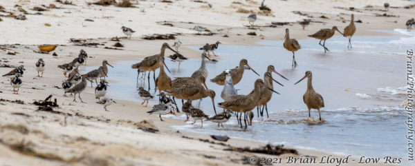 Bald Point 2022-04-14 - Shorebirds, mixed (79)