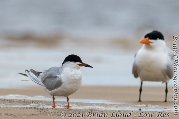 Bald Point 2022-04-14 - Tern, Forster's (15)