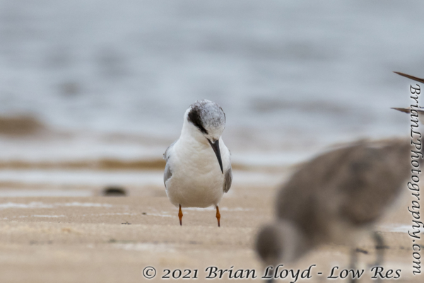 Bald Point 2022-04-14 - Tern, Forster's (16)