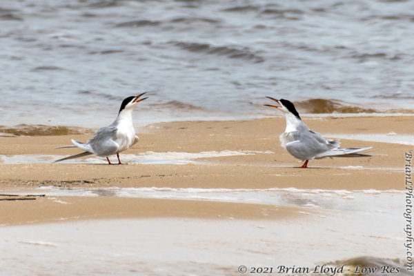Bald Point 2022-04-14 - Tern, Forster's (8)