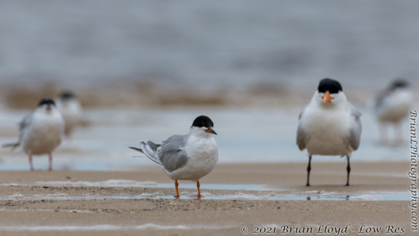 Bald Point 2022-04-14 - Tern, Forster's