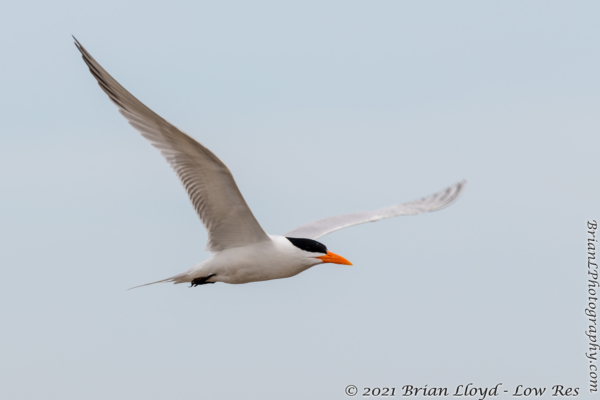 Bald Point 2022-04-14 - Tern, Royal (1)