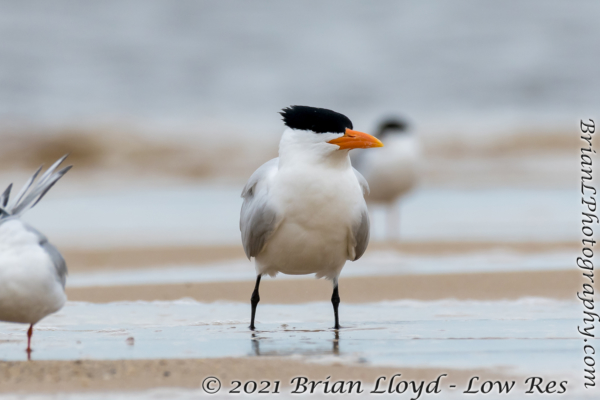 Bald Point 2022-04-14 - Tern, Royal (5)
