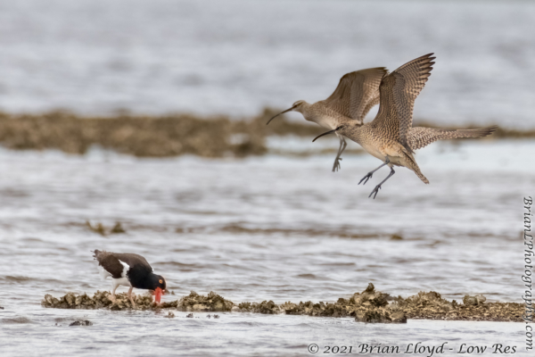 Bald Point 2022-04-14 - Whimbrel (1)