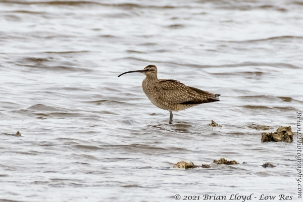 Bald Point 2022-04-14 - Whimbrel (32)