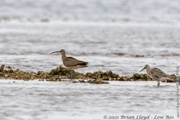 Bald Point 2022-04-14 - Whimbrel (6)