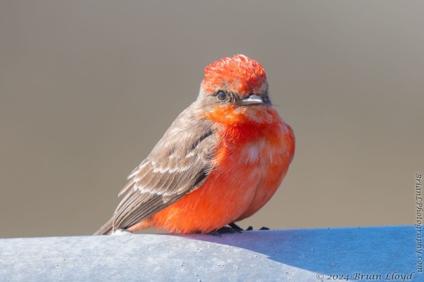 Bald Point SP 2024-01-31 - Flycatcher, Vermillion (4)