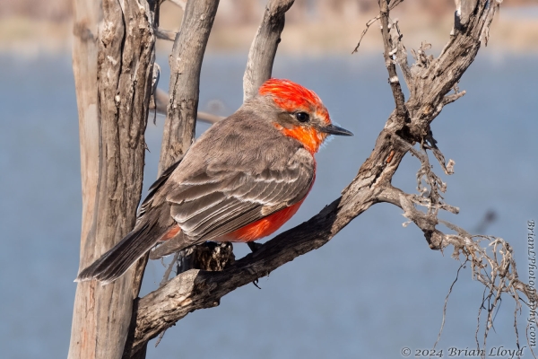 Bald Point SP 2024-01-31 - Flycatcher, Vermillion (8)