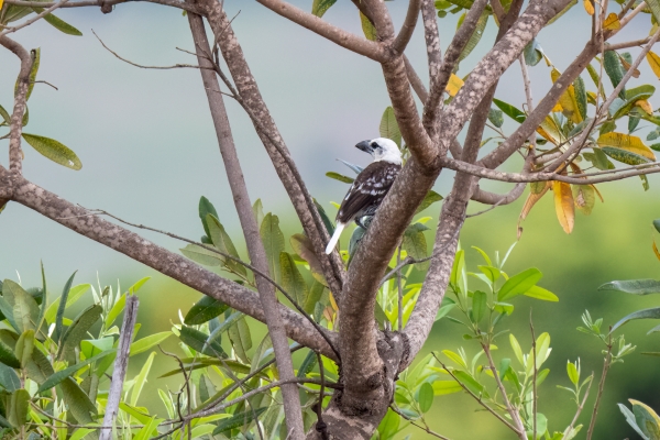 Barbet, White-headed D09 Serengeti C-N Nyikani 231014 135056 _02