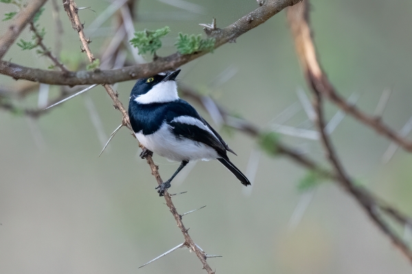 Batis, Chinspot D07 Serengeti C Nyumbani 231012 174841_