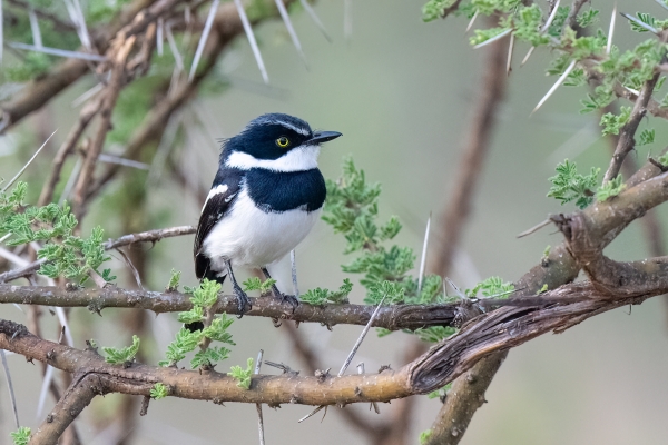 Batis, Chinspot D07 Serengeti C Nyumbani 231012 174902 _01