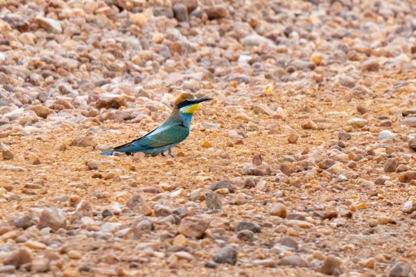 Bee-eater, European D09 Serengeti C-N Nyikani 231014 155009-2k