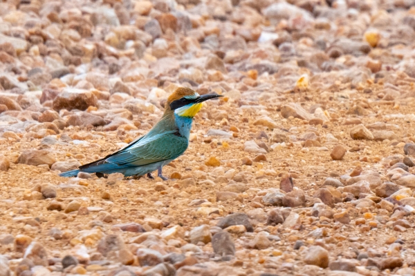 Bee-eater, European D09 Serengeti C-N Nyikani 231014 155009-cropped