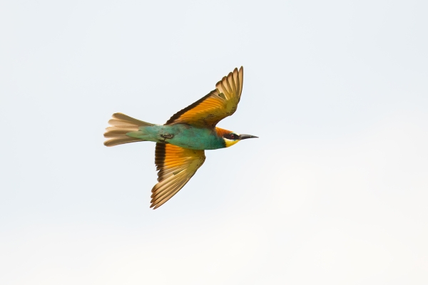 Bee-eater, European D09 Serengeti C-N Nyikani 231014 155204_