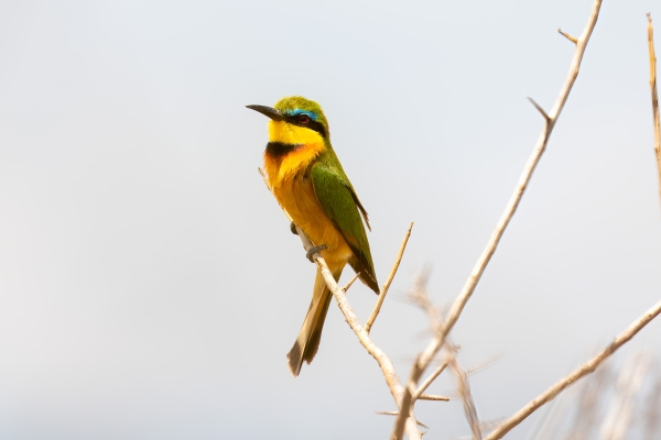 Bee-eater, Little D01 Maasai Original 2023-10-06 295_