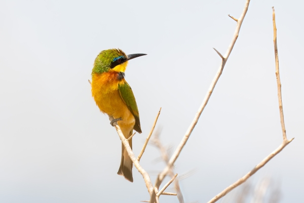 Bee-eater, Little D01 Maasai Original 2023-10-06 309_