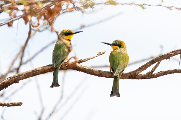 Bee-eater, Little D01 Maasai Original 2023-10-06 342_