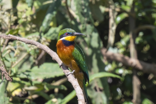 Bee-eater, Little D04 NgC 231009 153046 _01