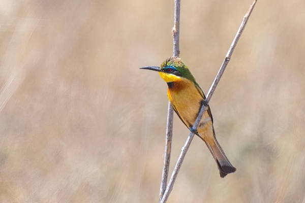 Bee-eater, Little D08 Serengeti C Nyumbani 231013 104029_