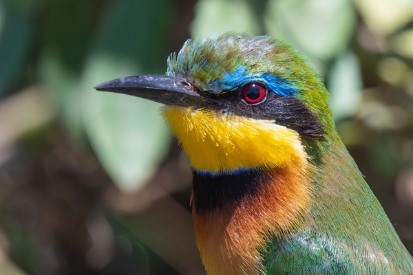 Bee-eater, Little D08 Serengeti C Nyumbani 231013 111240_L