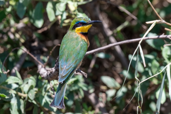 Bee-eater, Little D08 Serengeti C Nyumbani 231013 111348_