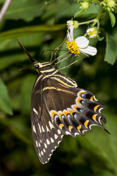 BigBendHickoryMn-2017_09_17 - Swallowtail, Palamedes-websized